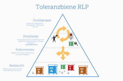 Toleranzbiene RLP - Unser Schema